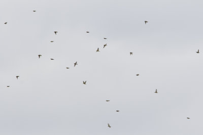 Eurasian Siskin / Sijs