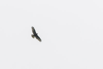 European Honey Buzzard / Wespendief