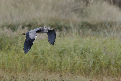 Grey Heron / Blauwe Reiger