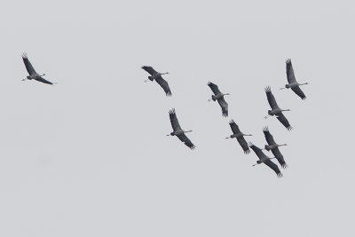 Common Crane / Kraanvogel