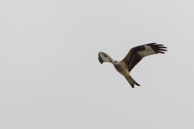 Red Kite / Rode Wouw