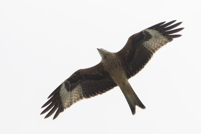 Red Kite / Rode Wouw