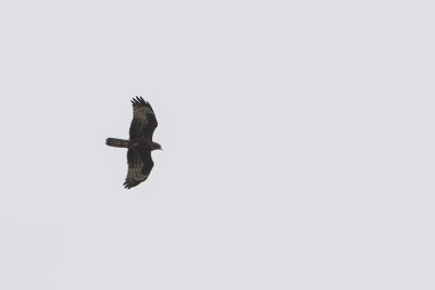 European Honey Buzzard / Wespendief