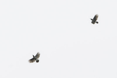 Spotted Nutcracker / Notenkraker