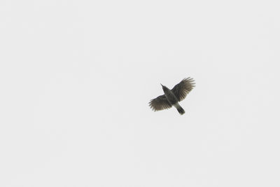 Spotted Nutcracker / Notenkraker