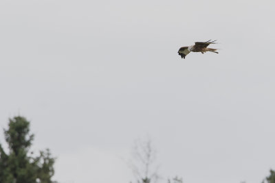 Red Kite / Rode Wouw