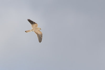 Common Kestrel / Torenvalk