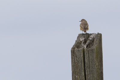 Common Redstart / Gekraagde Roodstaart
