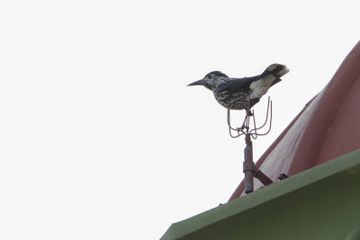 Spotted Nutcracker / Notenkraker