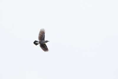 Spotted Nutcracker / Notenkraker