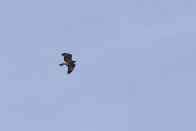 European Honey Buzzard / Wespendief