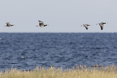 Barnacle Goose / Brandgans