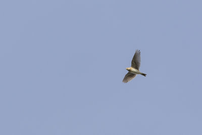 Eurasian Skylark / Veldleeuwerik