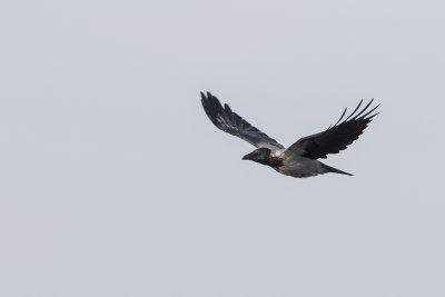 Hooded Crow / Bonte Kraai