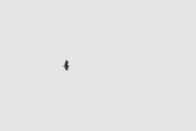 Short-eared Owl / Velduil