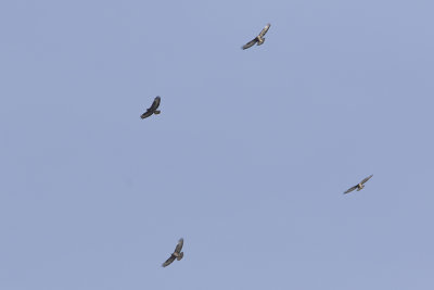 Common Buzzard / Buizerd