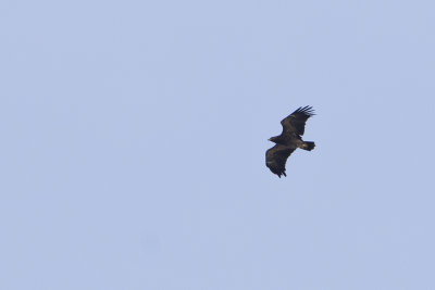 Lesser Spotted Eagle / Schreeuwarend