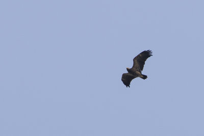 Lesser Spotted Eagle / Schreeuwarend