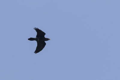 Northern Raven / Raaf