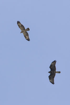 European Honey Buzzard and Common Buzzard / Wespendief en Buizerd