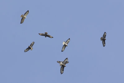 Common Buzzard / Buizerd