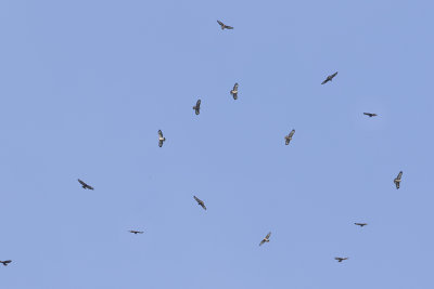Common Buzzard / Buizerd