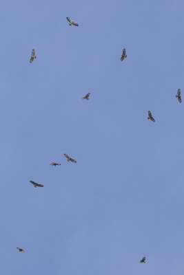 Common Buzzard / Buizerd