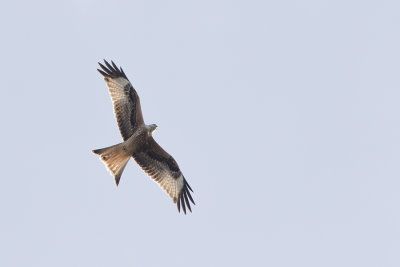 Red Kite / Rode Wouw