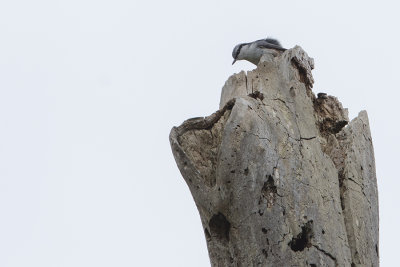 Eurasian Nuthatch / Boomklever