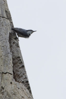 Eurasian Nuthatch / Boomklever