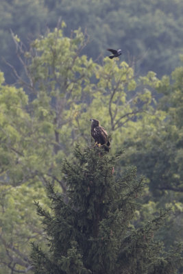 White-tailed Eagle / Zeearend