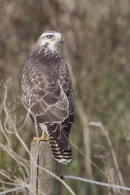 Common Buzzard / Buizerd