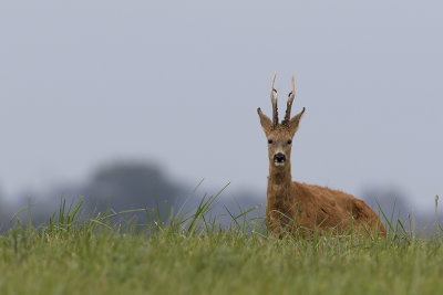 Roe-deer / Ree