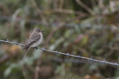 Spotted Flycatcher / Grauwe Vliegenvanger
