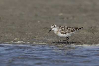 Little Stint / Kleine Strandloper
