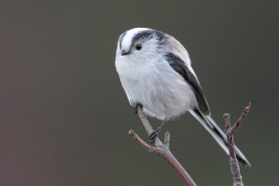 Long-tailed Tit / Staartmees
