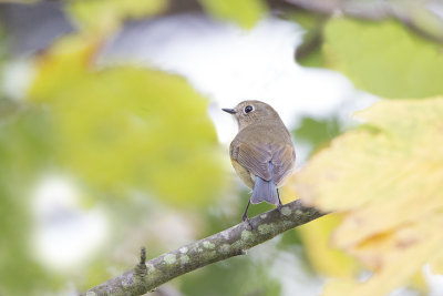 Red-flanked Bluetail / Blauwstaart