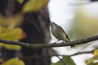 Red-flanked Bluetail / Blauwstaart