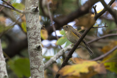 Red-flanked Bluetail / Blauwstaart