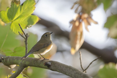 Red-flanked Bluetail / Blauwstaart