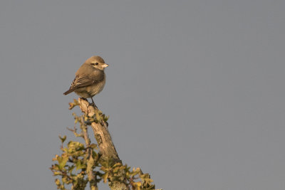 Daurian Shrike / Daurische Klauwier