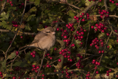 Daurian Shrike / Daurische Klauwier