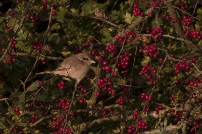 Daurian Shrike / Daurische Klauwier