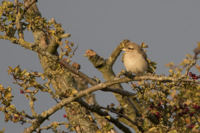 Daurian Shrike / Daurische Klauwier