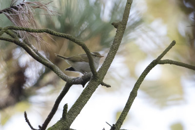 Eastern Crowned Warbler / Kroonboszanger