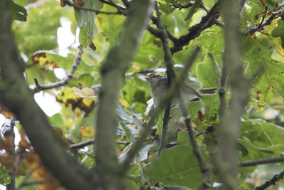 Eastern Crowned Warbler / Kroonboszanger