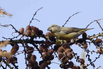 Red Crossbill / Kruisbek