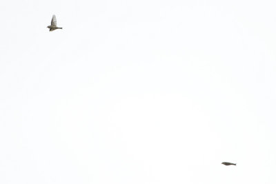 Red Crossbill / Kruisbek