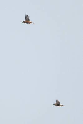 Red Crossbill / Kruisbek
