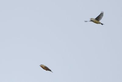 Red Crossbill / Kruisbek